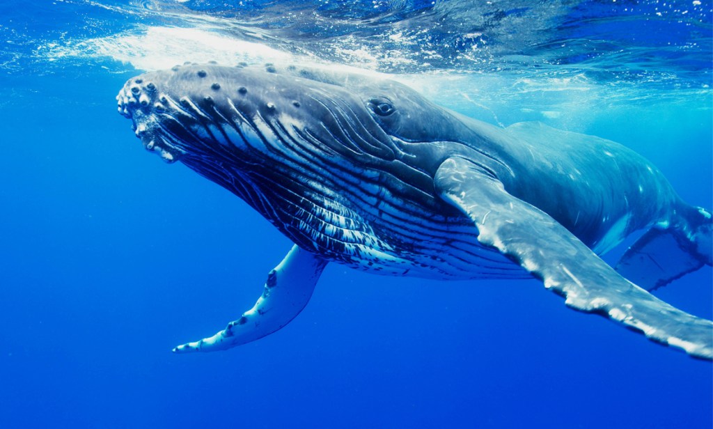 humpback whale